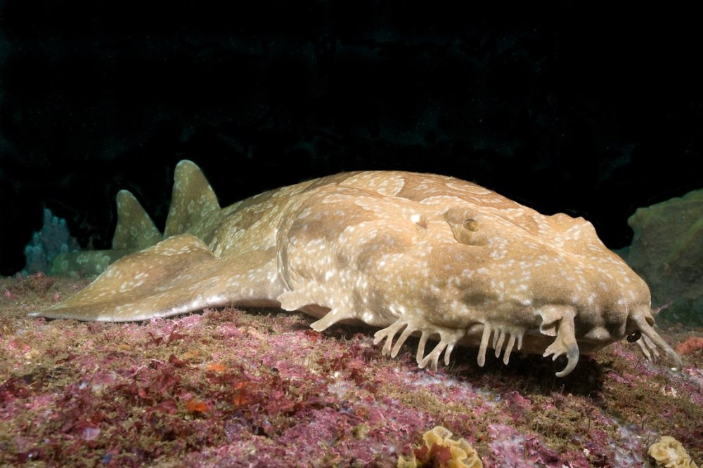 "Spotted Wobbegong"