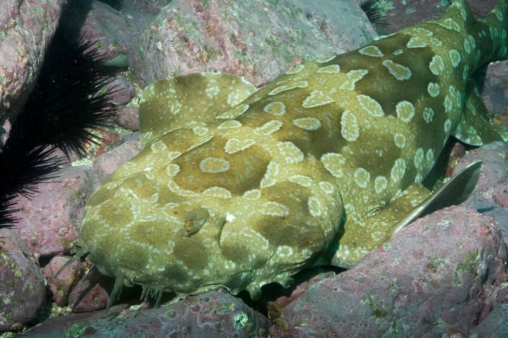 Orectolobus maculatus