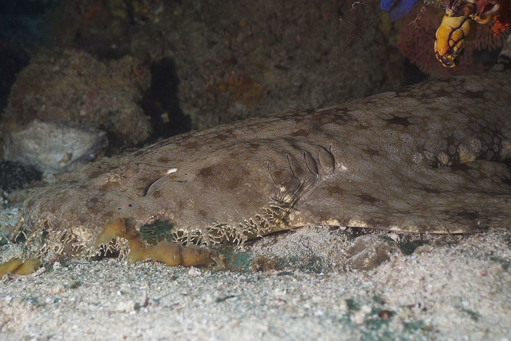 Tasselled Wobbegong
