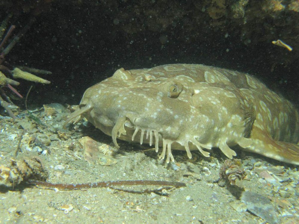 Orectolobus maculatus
