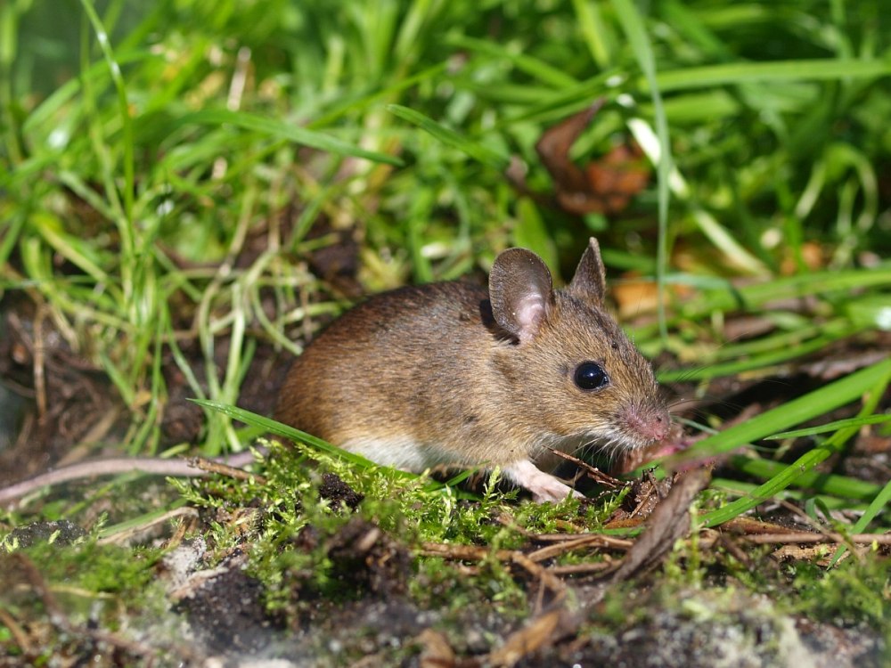 Apodemus uralensis