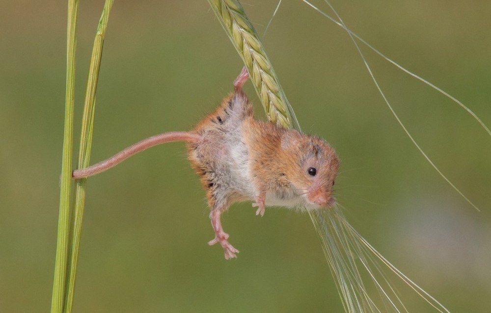 Мышь-Малютка (лат. Micromys minutus)