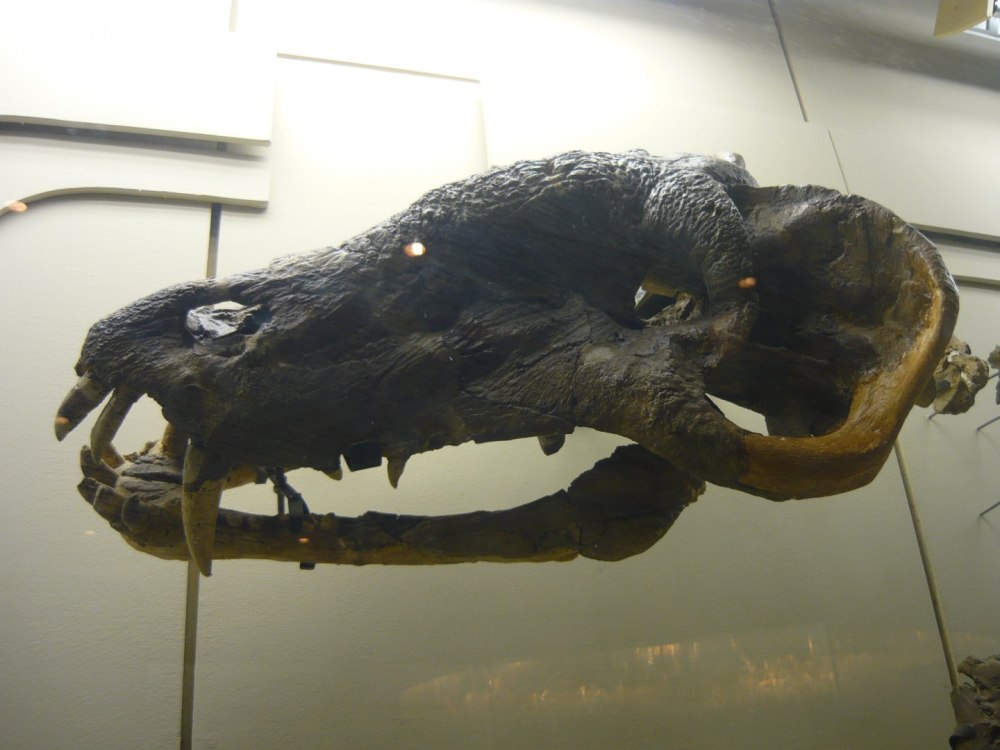 Titanophoneus