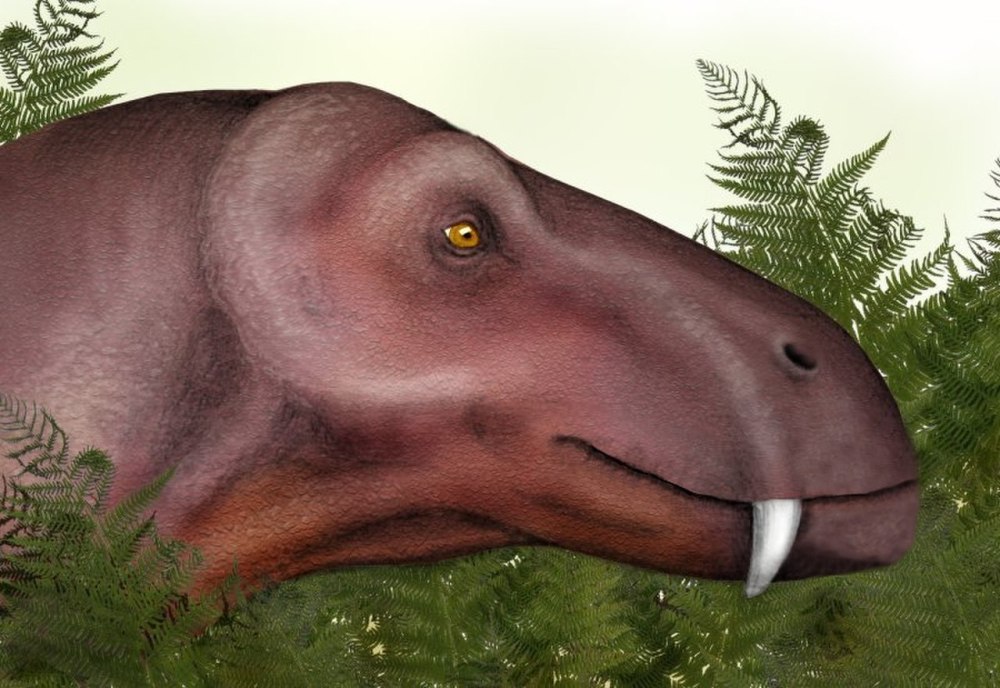 Titanophoneus rugosus
