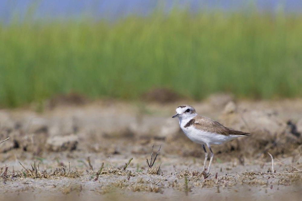 Haloferax alexandrinus