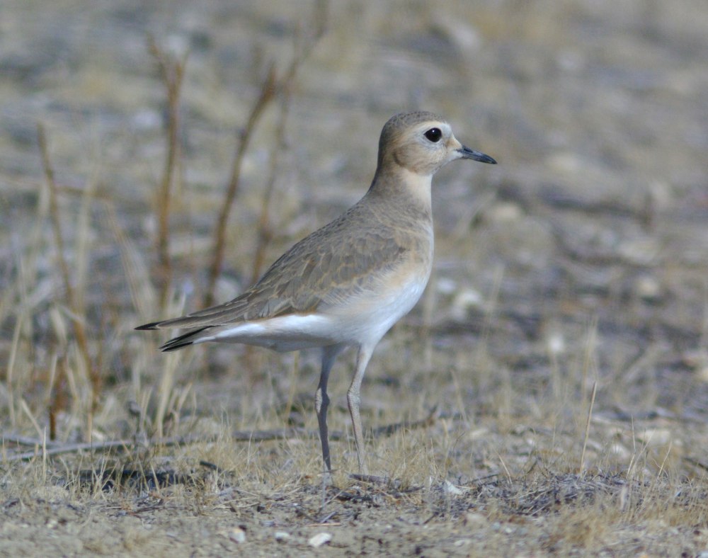 Mountain Plover