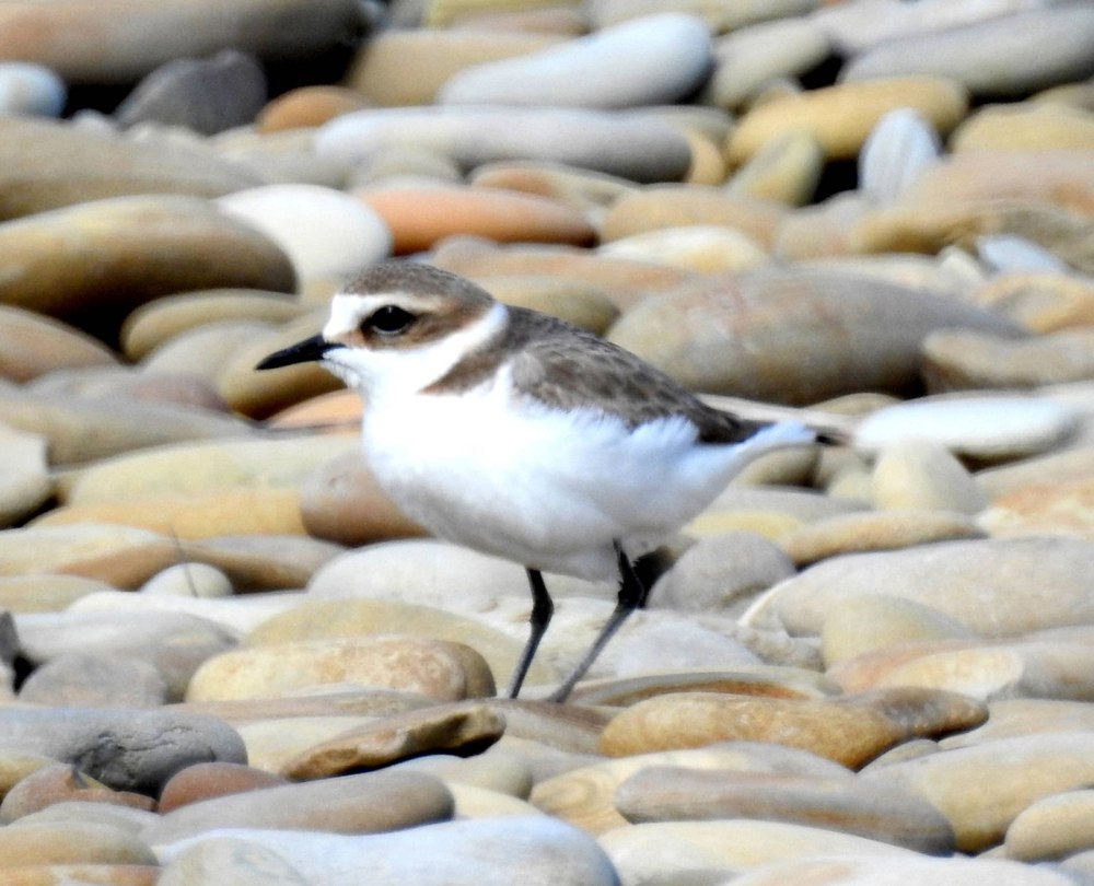 The Kentish Plover (Charadrius alexandrinus