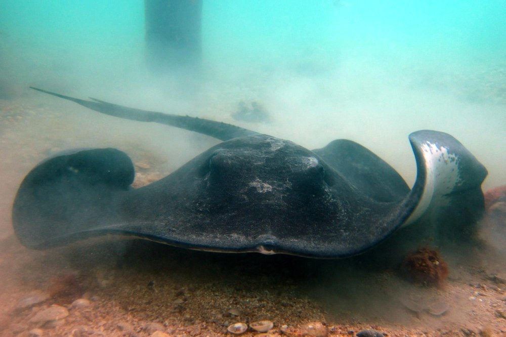 Bathytoshia brevicaudata