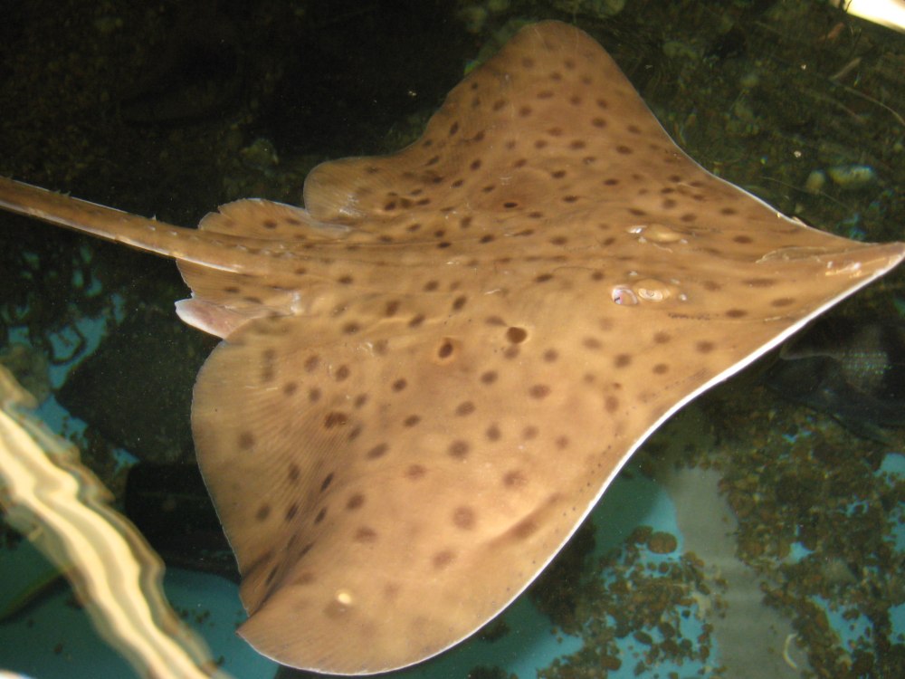 Raja clavata морская лисица