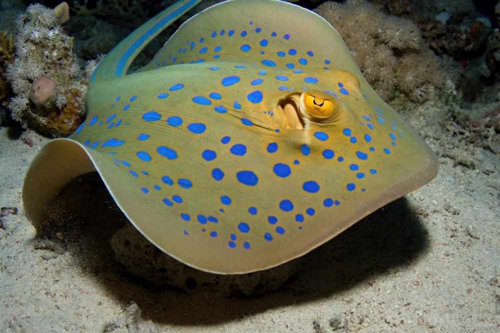 Скат хвостокол красное море