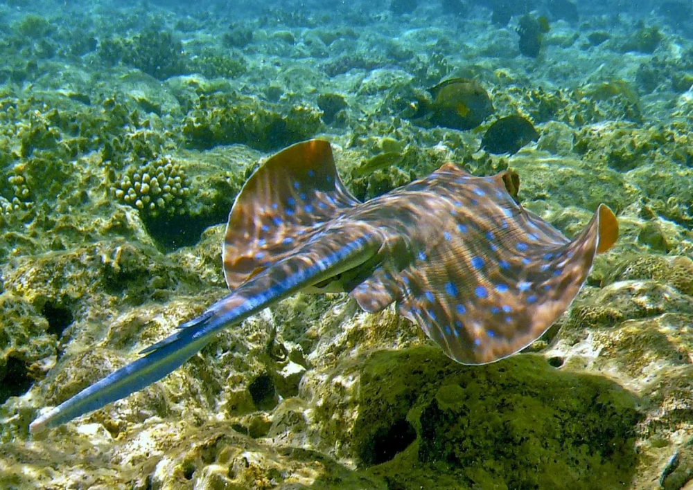 Скат-хвостокол в черном море