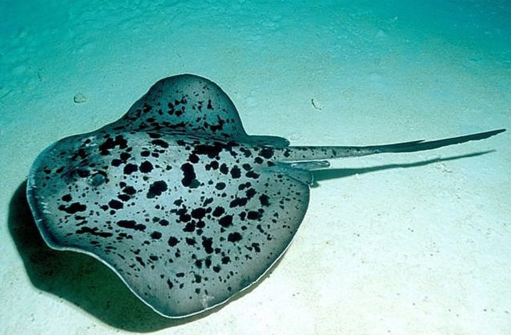 Taeniura meyeni