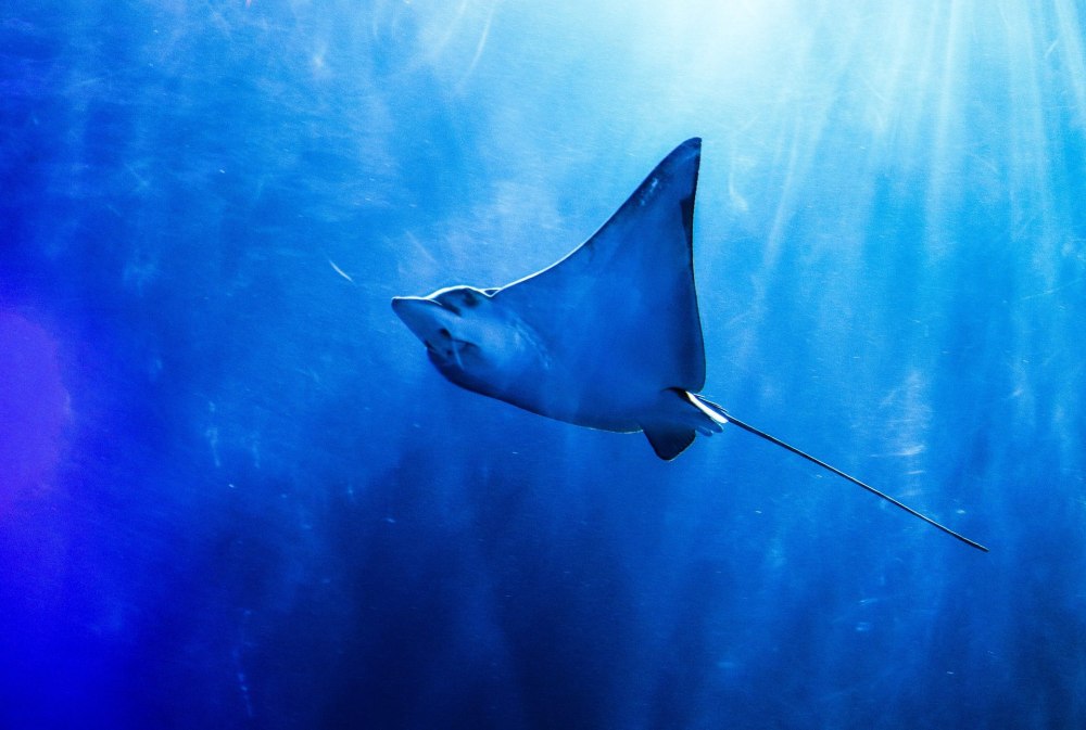 Ray Fish