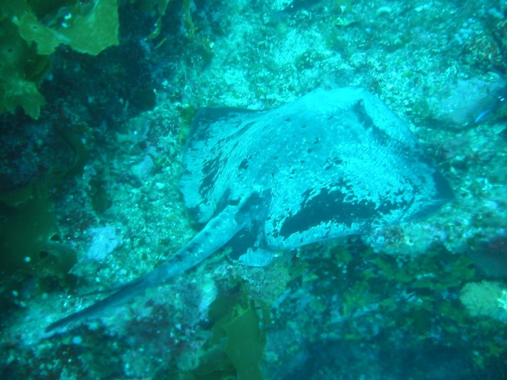 Bathytoshia brevicaudata