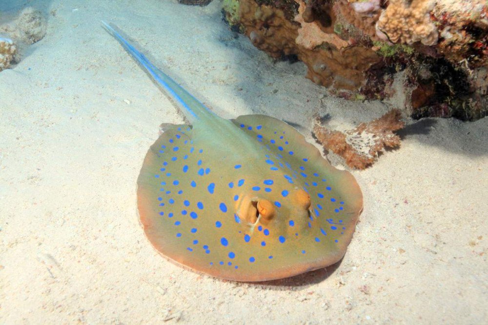 Скат Taeniura lymma