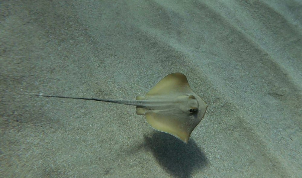 Dasyatis pastinaca