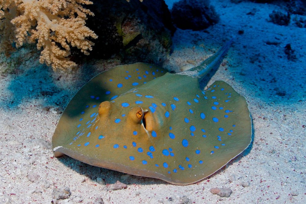 Скат хвостокол красное море