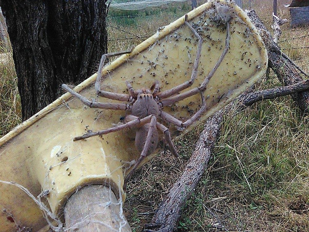 Паук охотник Австралия