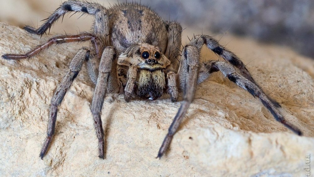 Тарантул Южнорусский Lycosa singoriensis