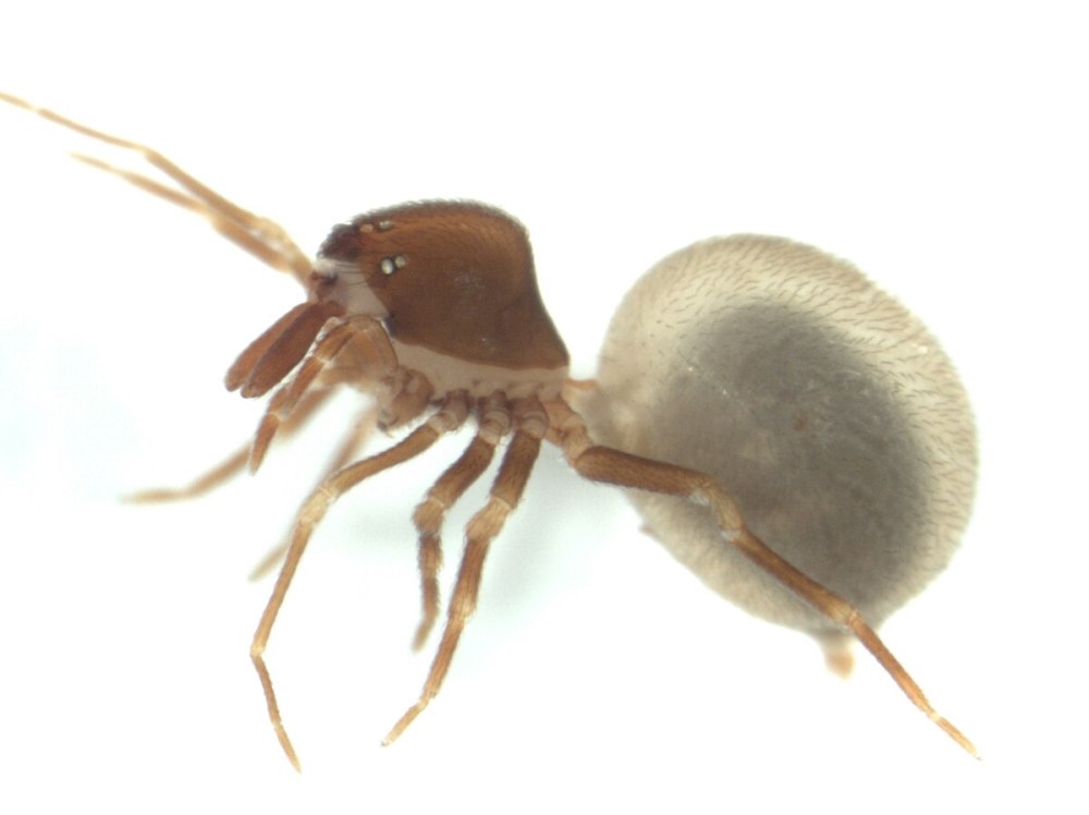 Zephyrarchaea janineae