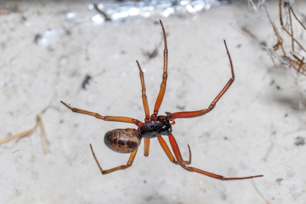 Steatoda Nobilis