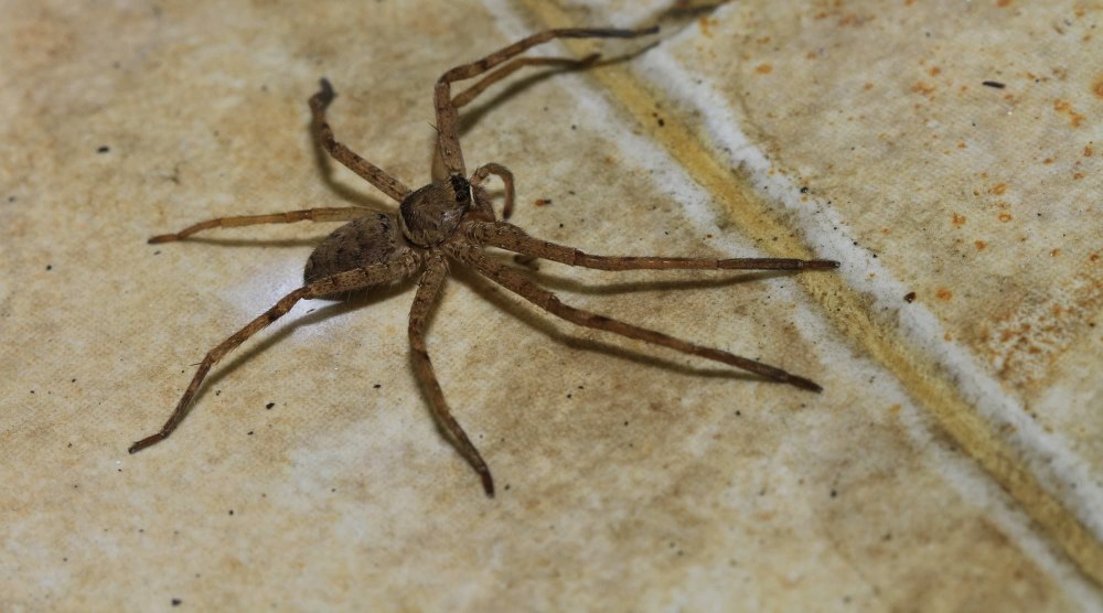 Urozelotes Rusticus паук опасен