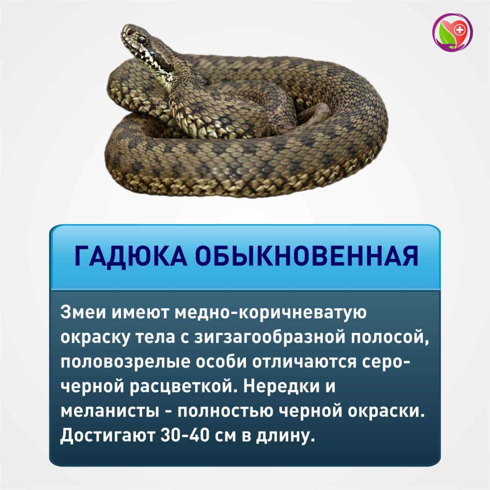 Змея гадюка обыкновенная укус