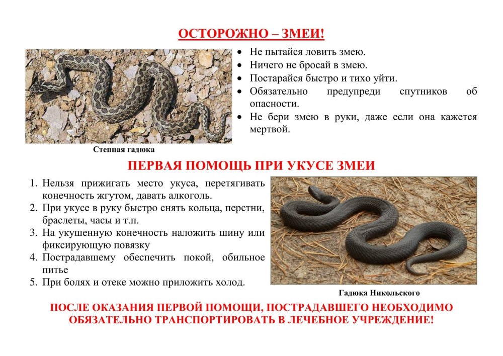 Осторожно змеи памятка для родителей