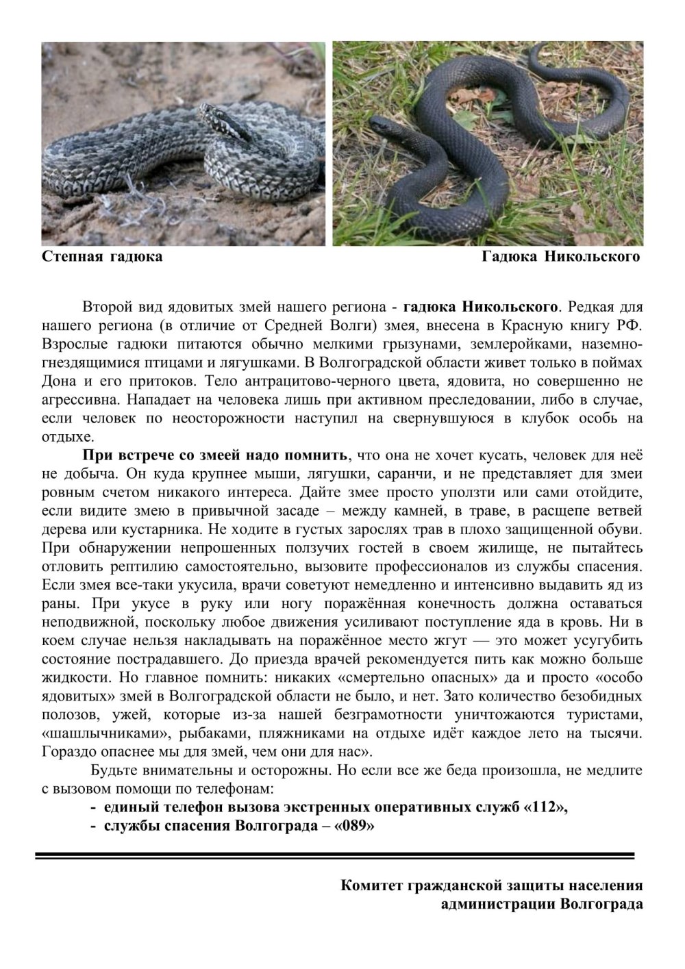 Степная гадюка Волгоградской