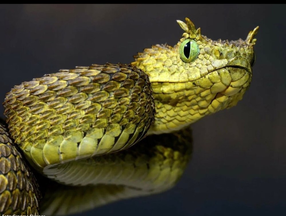 Atheris ceratophora