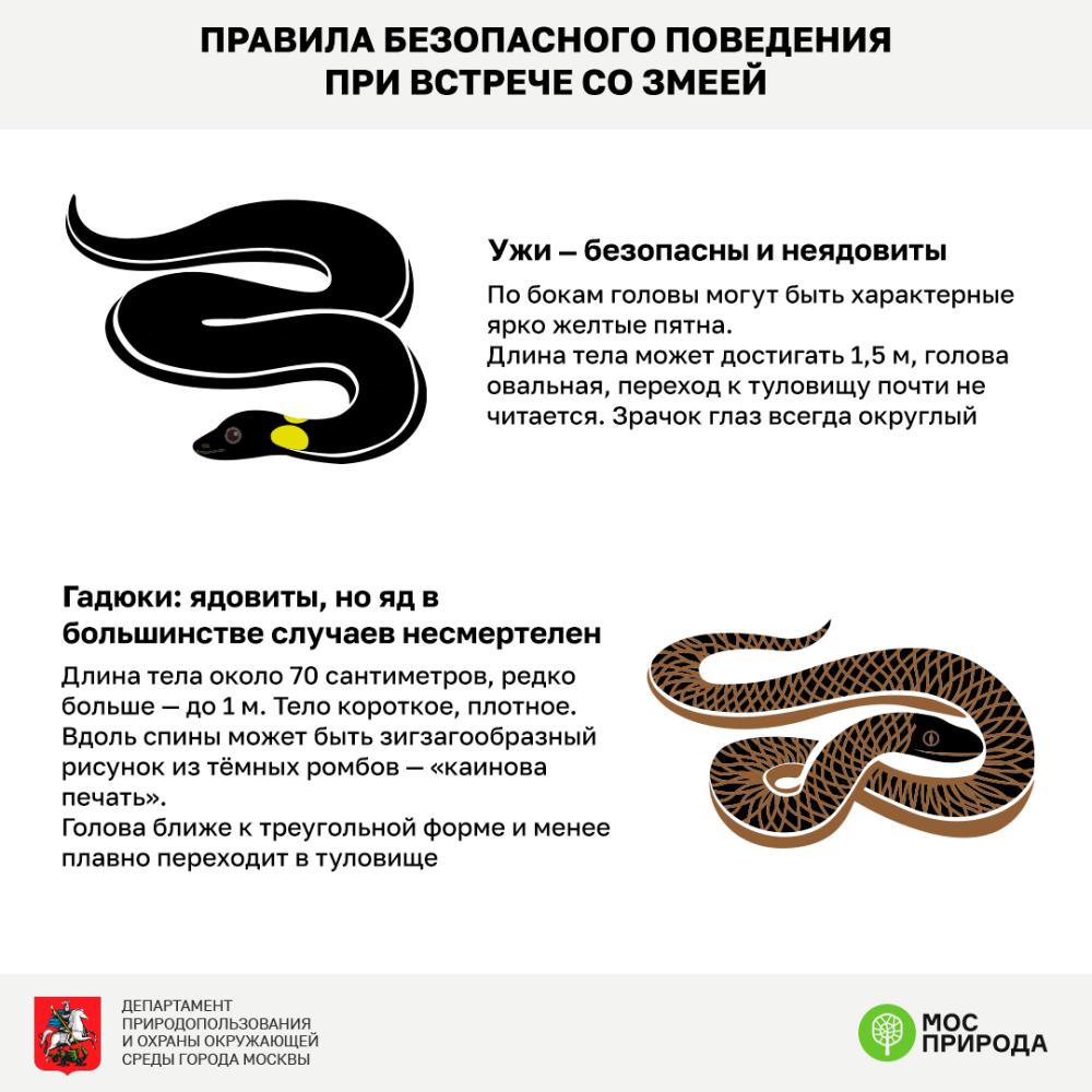 При встрече со змеей