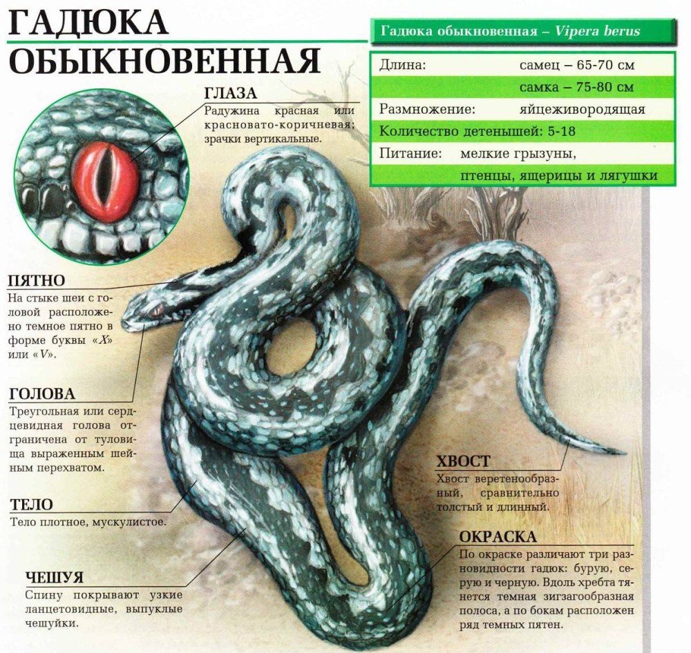 Гадюка обыкновенная строение