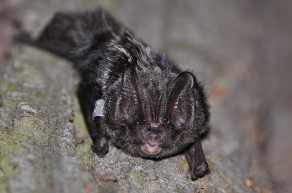 Barbastella leucomelas
