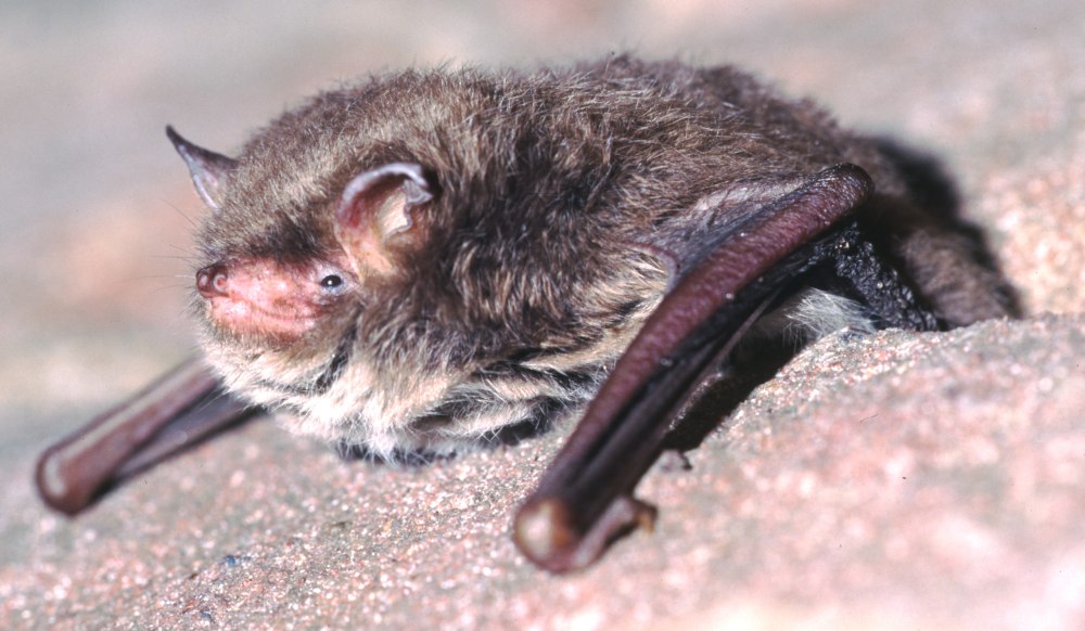 Ночница Брандта (Myotis brandtii (Eversmann, 1845))