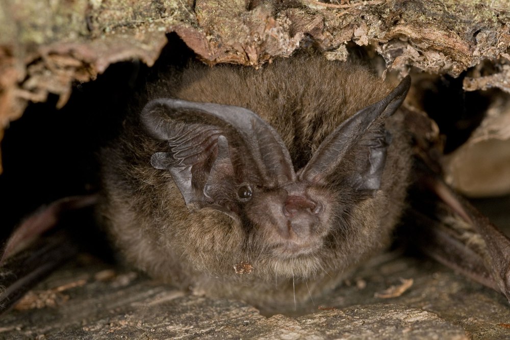 Barbastella barbastellus