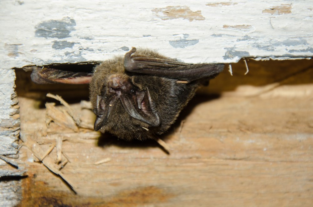 (Barbastella barbastellus) photo