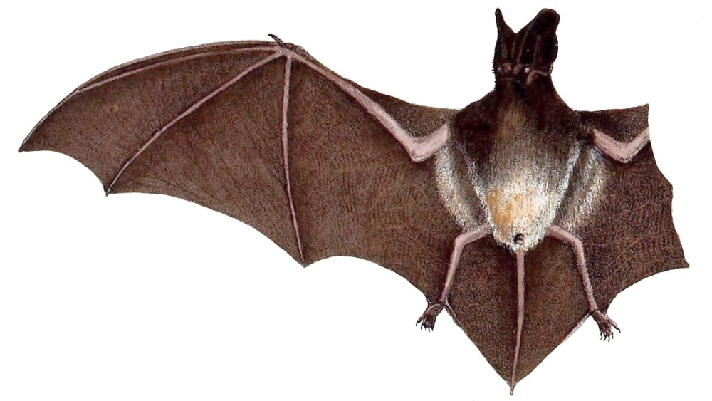 Aetomylaeus Vespertilio