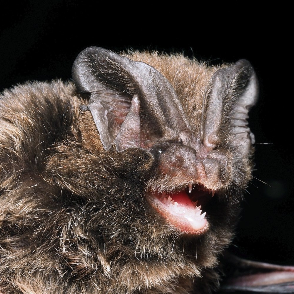 Barbastella leucomelas