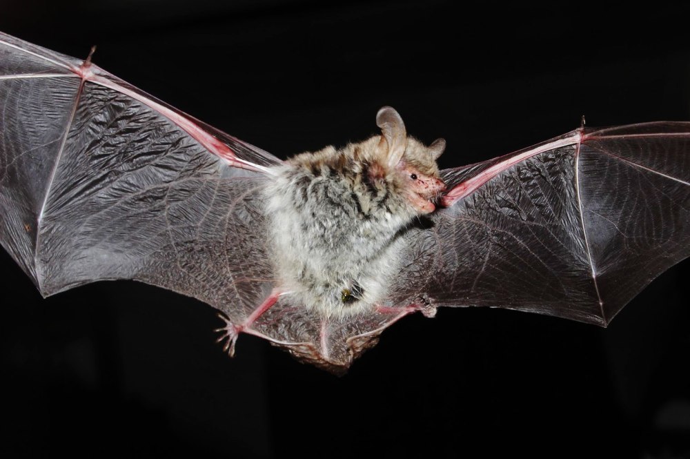 Ночница длиннохвостая – Myotis Frater