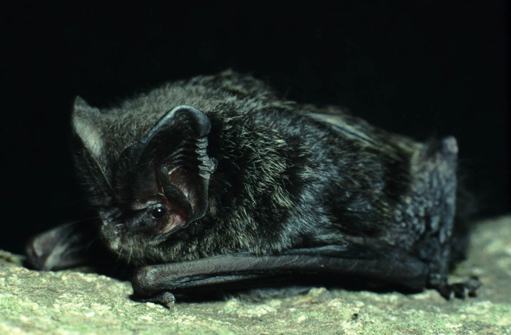 Barbastella leucomelas