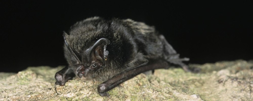 (Barbastella barbastellus) photo на зеленом фоне