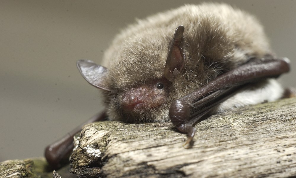 Водяная ночница (Myotis daubentoni