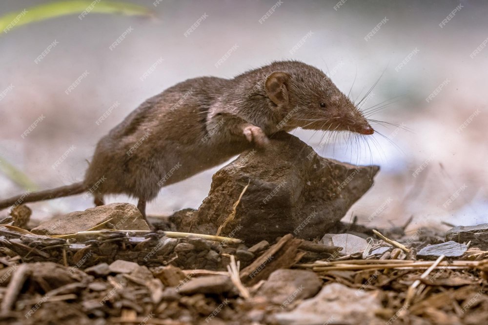 Crocidura gmelini