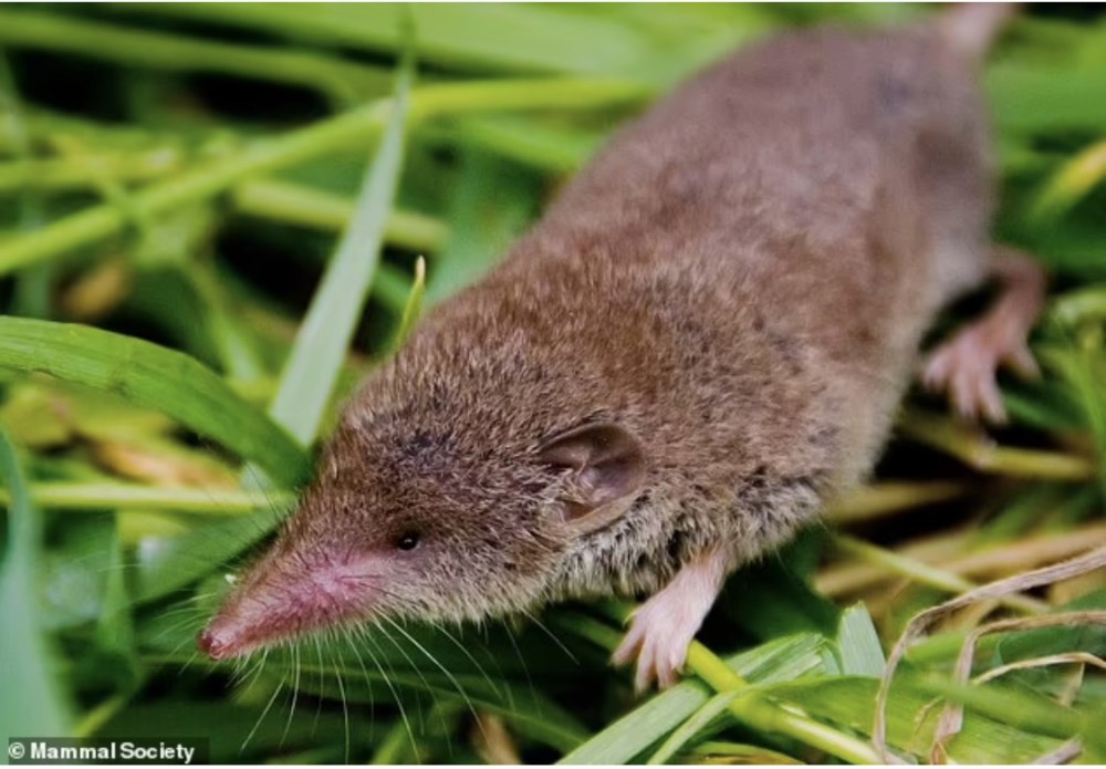 Crocidura pachyura