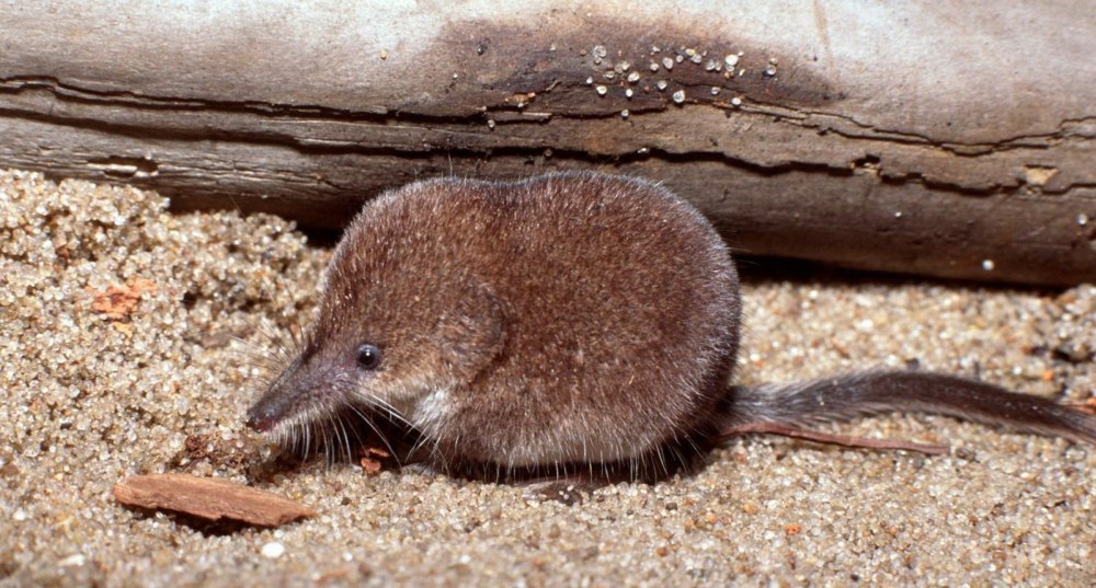 Sorex minutus
