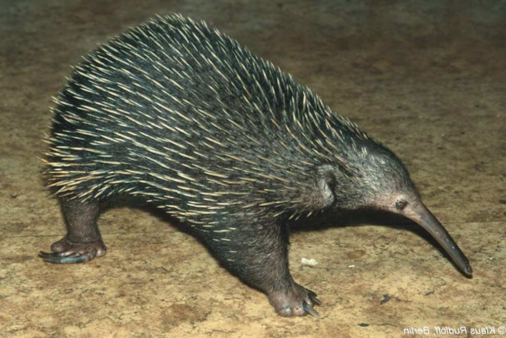 Zaglossus bruijni