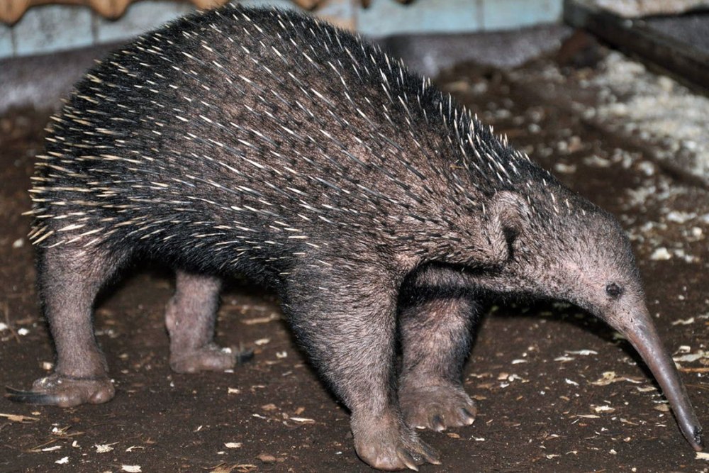 Проехидна Аттенборо Zaglossus attenboroughi