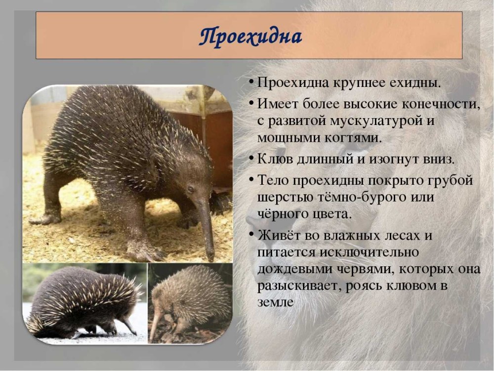 Ехидна и проехидна