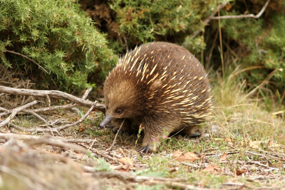 Австралийская ехидна (Tachyglossus aculeatus)