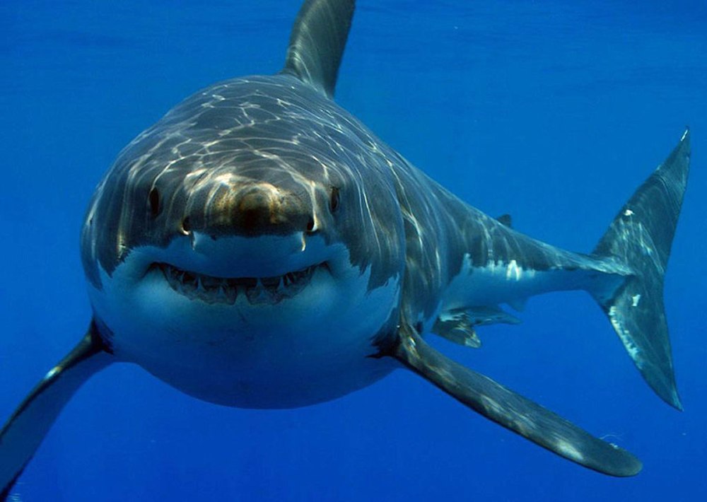 Carcharodon carcharias